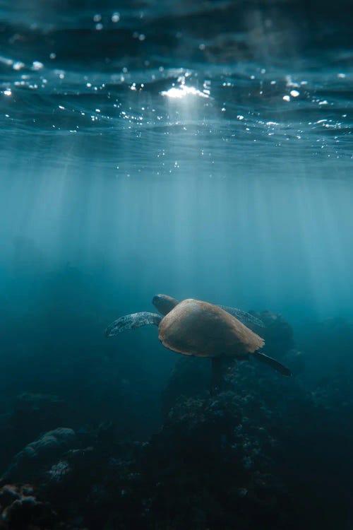 Hawaii Turtle by Lucas Moore wall art