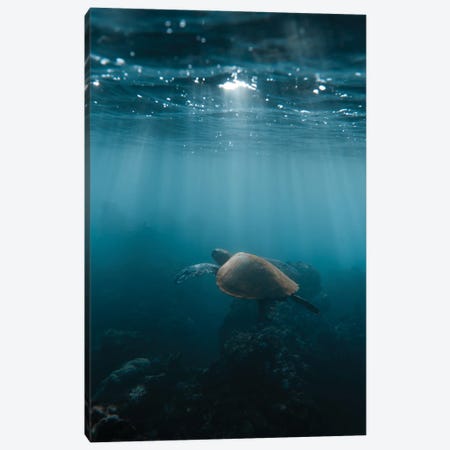 Hawaii Turtle Canvas Print #LCS196} by Lucas Moore Canvas Art