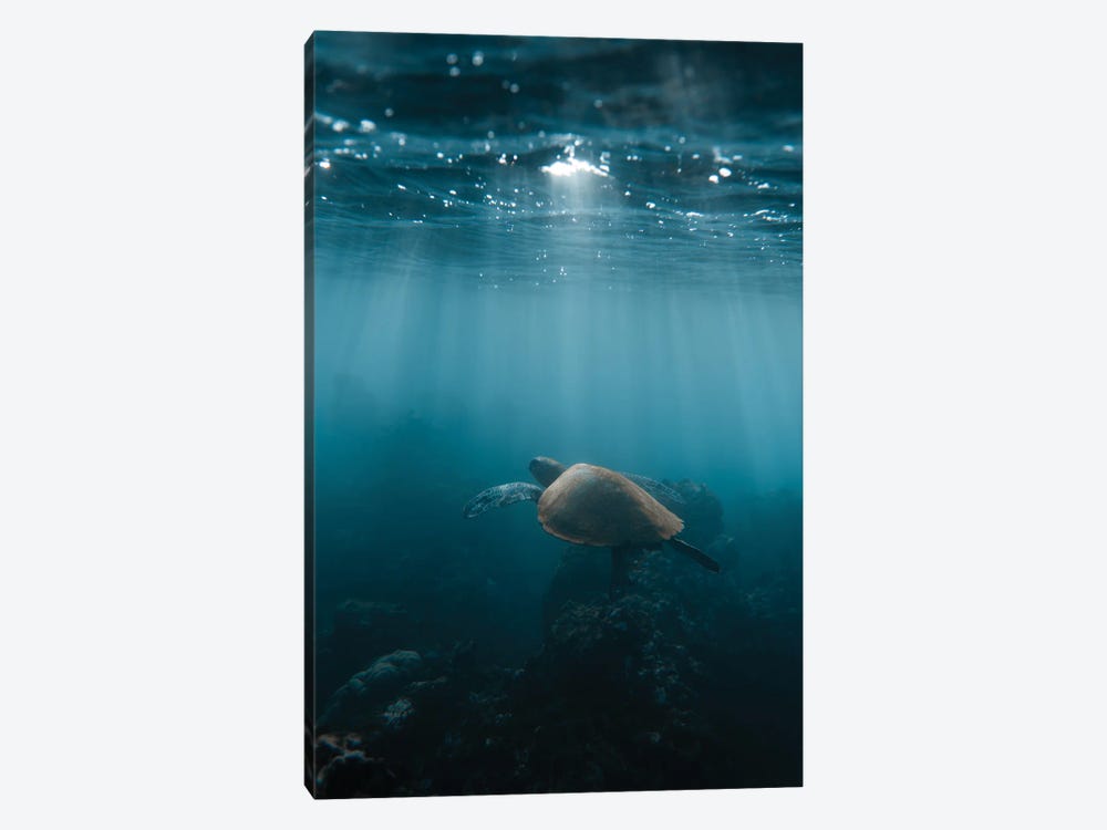 Hawaii Turtle by Lucas Moore 1-piece Canvas Print