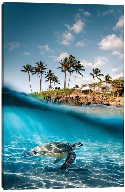 Land To Sea Canvas Art Print - Turtle Art