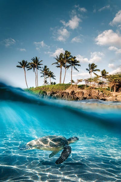 Turtles: Land To Sea by Lucas Moore