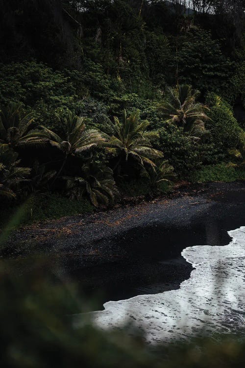 Black Sand Palms by Lucas Moore wall art