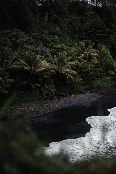 Lucas Moore: Black Sand Palms by Lucas Moore