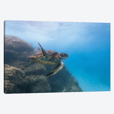 Turtle Wave Canvas Print #LCS209} by Lucas Moore Canvas Art Print