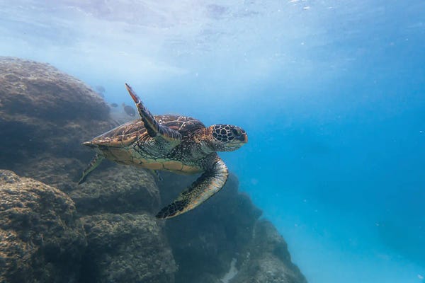 Lucas Moore: Turtle Wave by Lucas Moore
