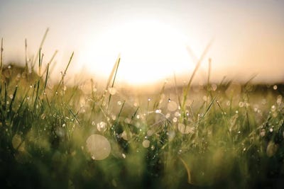 Damp Morning by Lucas Moore framed canvas print