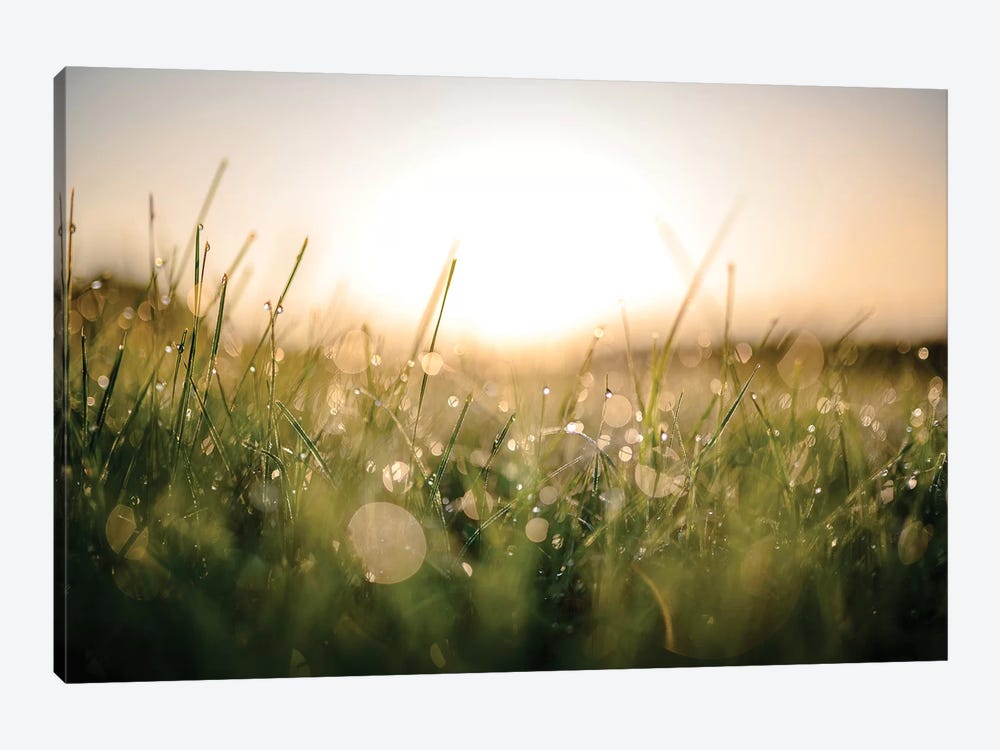 Damp Morning by Lucas Moore 1-piece Canvas Print