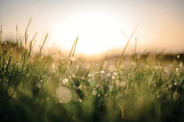 Grasses: Damp Morning by Lucas Moore