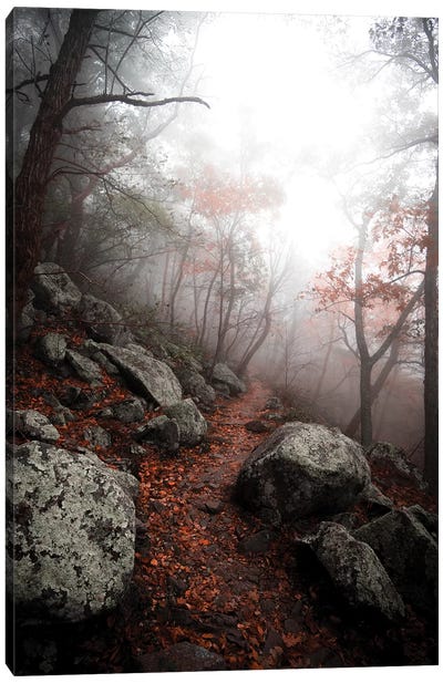 Moody Forest Canvas Art Print - Lucas Moore