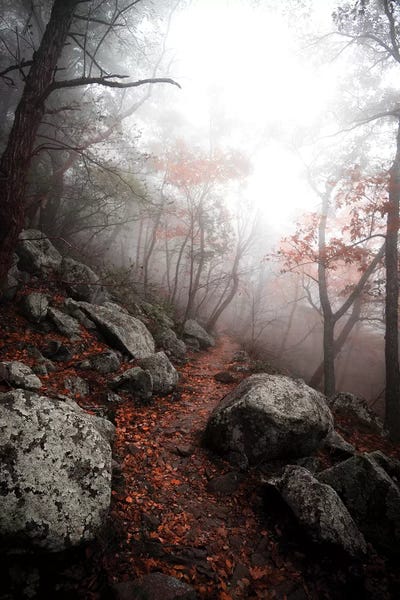 Lucas Moore: Moody Forest by Lucas Moore