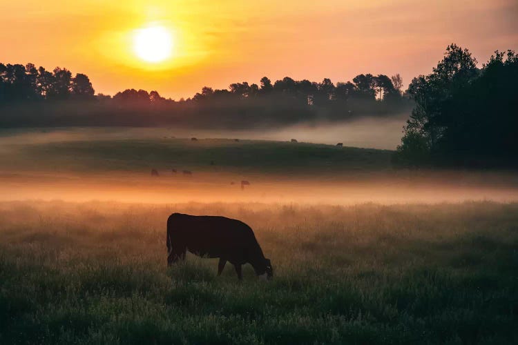 Morning Walks by Lucas Moore wall art