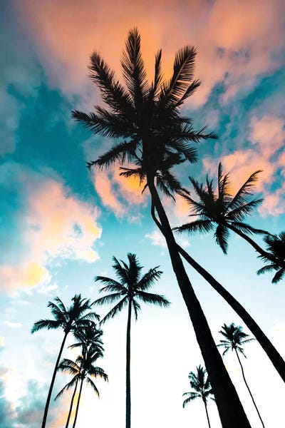 Lucas Moore: Palm Tree Sunrise by Lucas Moore