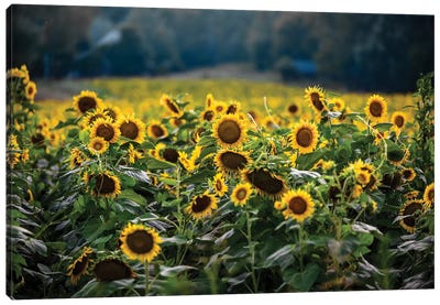 Sunflower Field Canvas Art Print - Sunflower Art