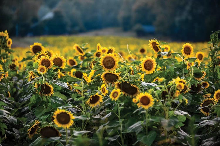 Sunflower Field