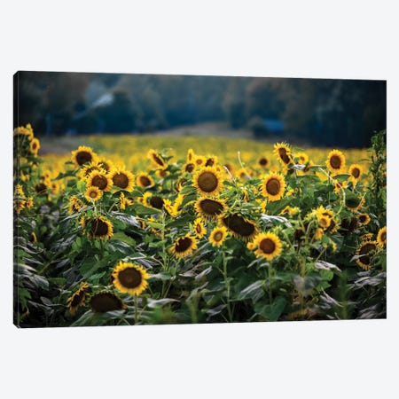 Sunflower Field Canvas Print #LCS90} by Lucas Moore Canvas Artwork