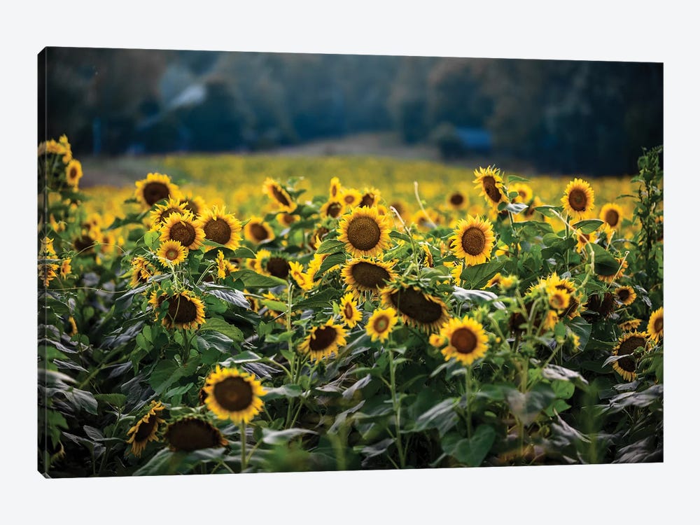 Sunflower Field by Lucas Moore 1-piece Canvas Artwork