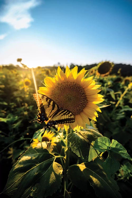 Sunflower Love by Lucas Moore wall art