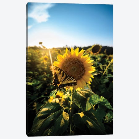 Sunflower Love Canvas Print #LCS91} by Lucas Moore Canvas Wall Art