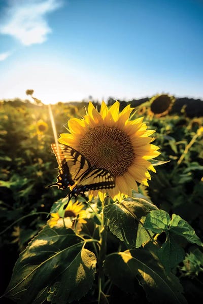 Lucas Moore: Sunflower Love by Lucas Moore