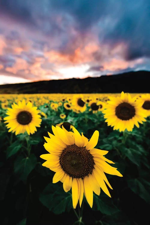 Sunflower Sunset by Lucas Moore wall art