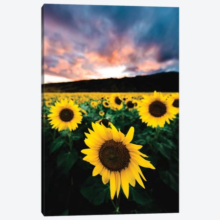 Sunflower Sunset Canvas Print #LCS92} by Lucas Moore Canvas Art