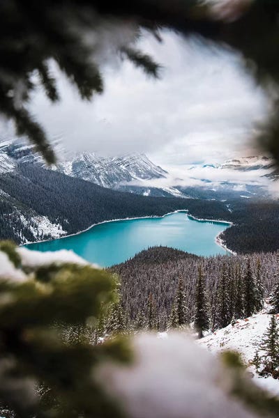 Lucas Moore: Through The Trees by Lucas Moore