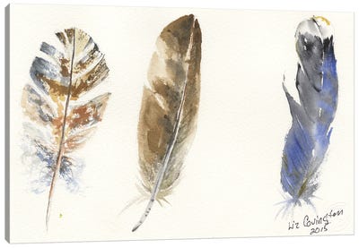 Feathers Canvas Art Print - Liz Covington