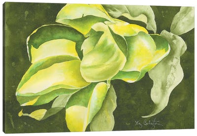 Green Beauty Canvas Art Print - Liz Covington