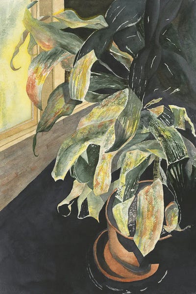 Illumination by Liz Covington gallery poster