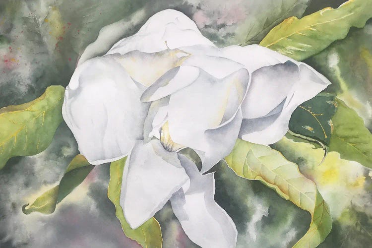 Magnolia II