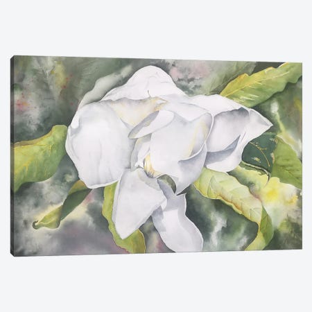 Magnolia II Canvas Print #LCV216} by Liz Covington Canvas Art Print