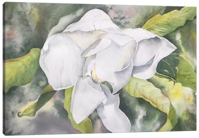 Magnolia II Canvas Art Print - Magnolia Art