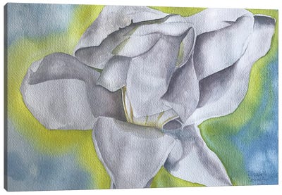 Magnolia's Glow I Canvas Art Print - Liz Covington