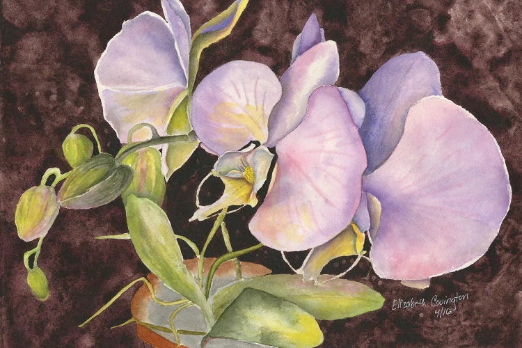 Orchids by Liz Covington wall art
