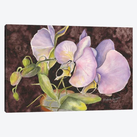 Orchids Canvas Print #LCV234} by Liz Covington Art Print