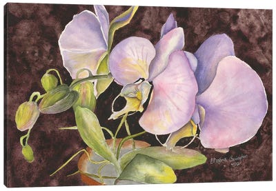 Orchids Canvas Art Print - Liz Covington
