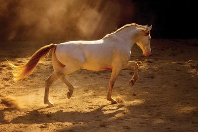 Dancing In The Light by Lisa Dearing art print