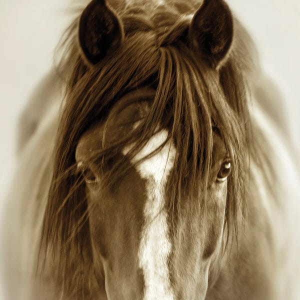 Horses: Ghost Horse by Lisa Dearing