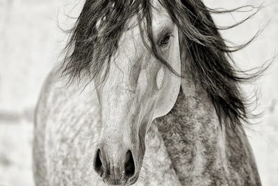 My Beautiful Mane by Lisa Dearing art print