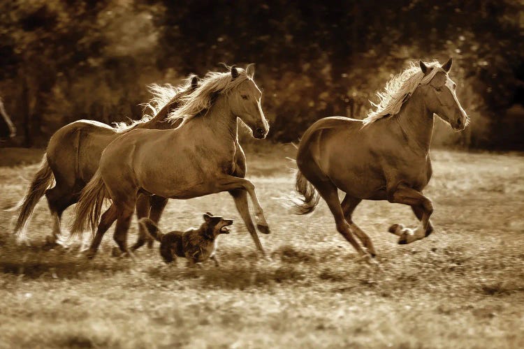 Paso Horses