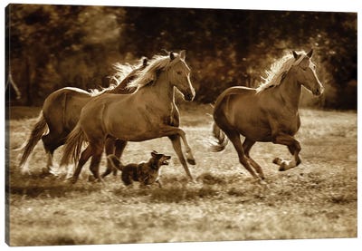 Paso Horses Canvas Art Print