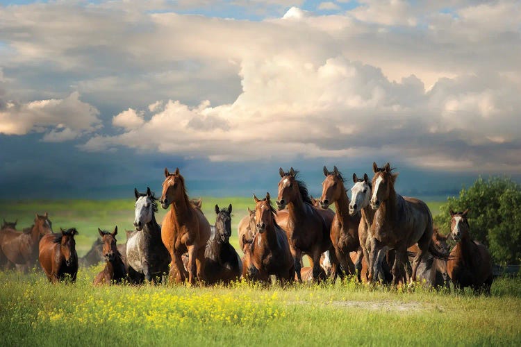 Running Free II by Lisa Dearing wall art