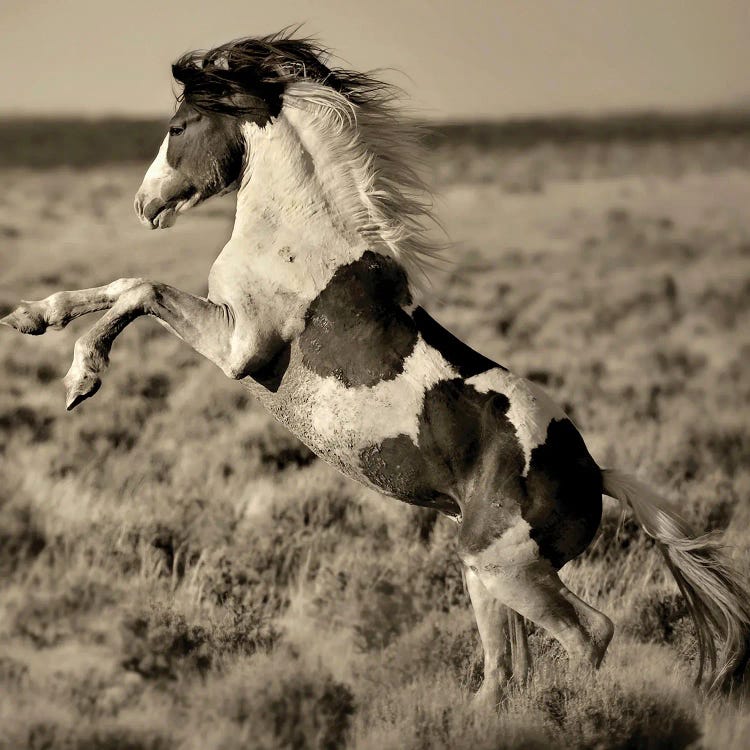 Wild Painted Pony