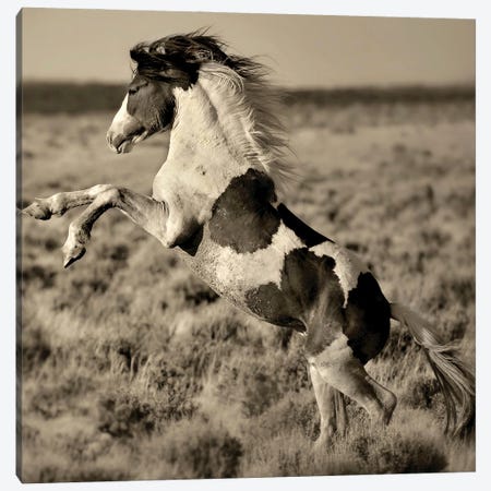 Wild Painted Pony Canvas Print #LDG24} by Lisa Dearing Art Print
