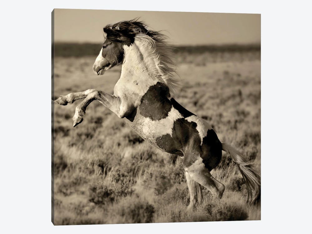 Wild Painted Pony by Lisa Dearing 1-piece Canvas Art Print