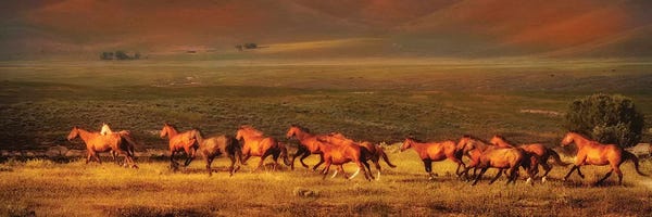 Montana Dreaming