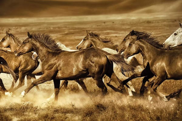 Horses: Unbroken by Lisa Dearing