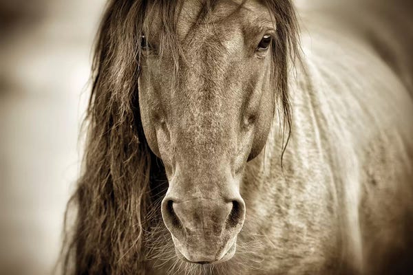 Sepia Photography: Mustang Sally by Lisa Dearing