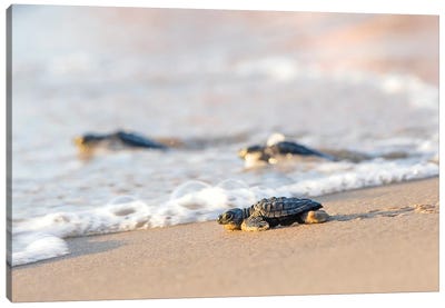 Kemp's Ridley Sea Turtle hatchling I Canvas Art Print - Sandy Beach Art