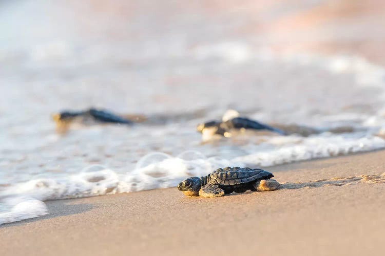 Kemp's Ridley Sea Turtle hatchling I